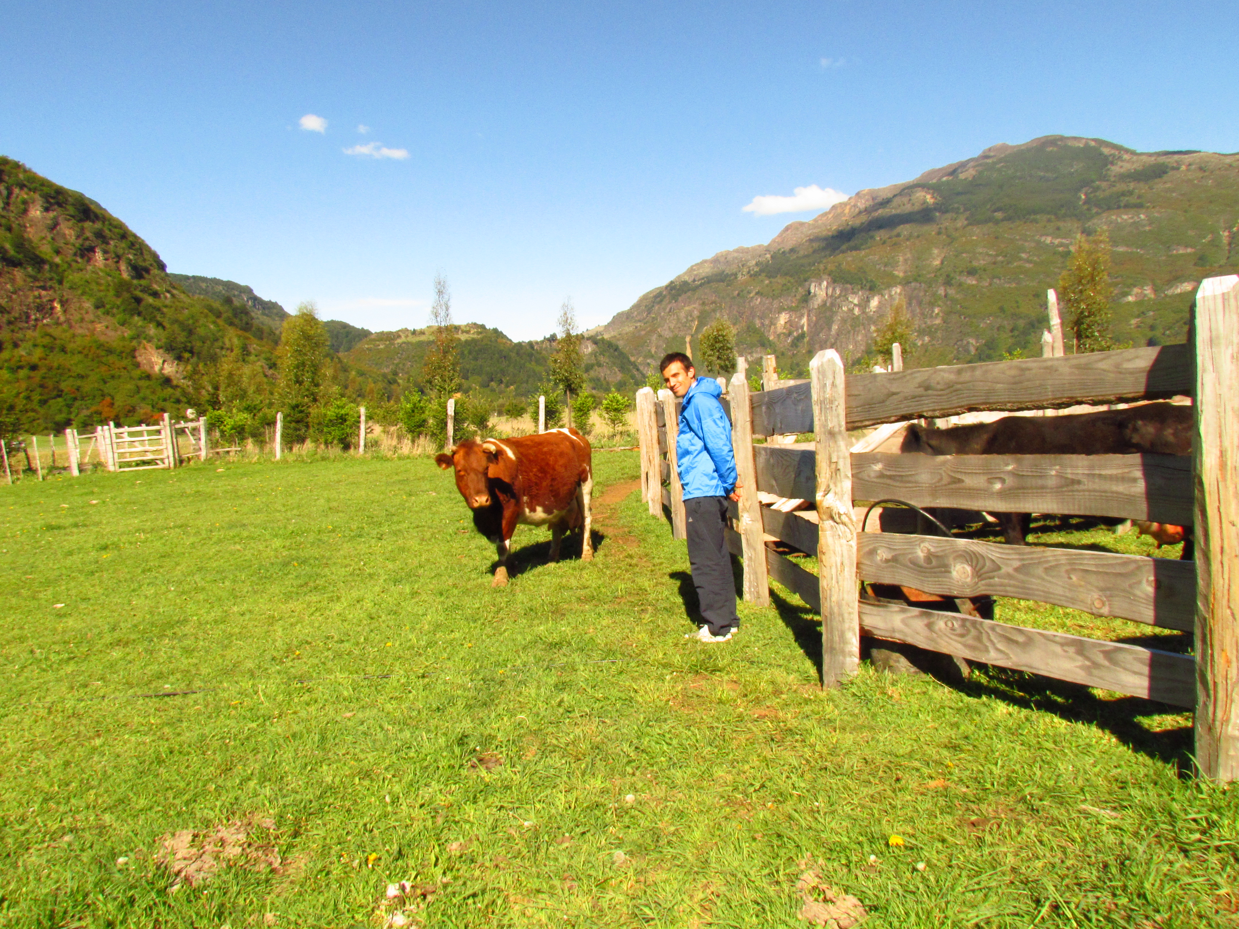 Sistema agrosilvopastoril y ganadería en el Fundo La Pampita, 2013